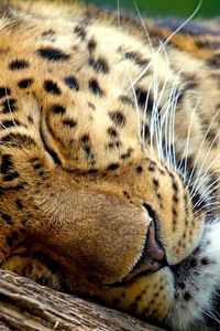 Preview wallpaper leopard, sleep, eyes, muzzle