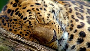 Preview wallpaper leopard, sleep, eyes, muzzle