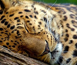 Preview wallpaper leopard, sleep, eyes, muzzle