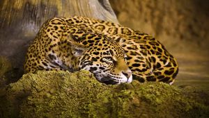 Preview wallpaper leopard, sleep, spotted, big cat