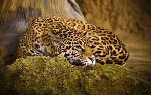 Preview wallpaper leopard, sleep, spotted, big cat