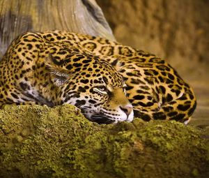 Preview wallpaper leopard, sleep, spotted, big cat