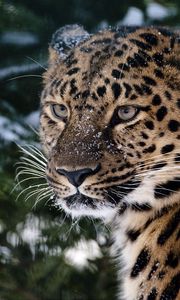 Preview wallpaper leopard, snout, snow, sadness, anger