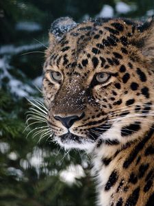 Preview wallpaper leopard, snout, snow, sadness, anger