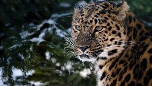 Preview wallpaper leopard, snout, snow, sadness, anger