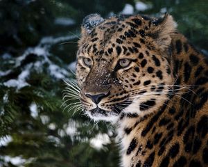 Preview wallpaper leopard, snout, snow, sadness, anger