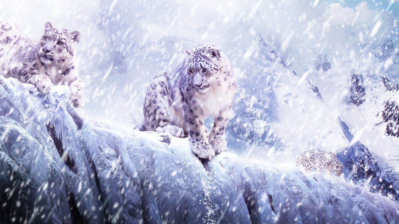 Wallpaper leopard, snow, blizzard, breaking