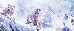 Preview wallpaper leopard, snow, blizzard, breaking