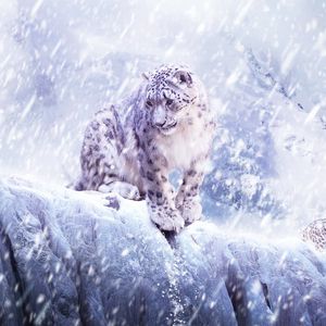 Preview wallpaper leopard, snow, blizzard, breaking
