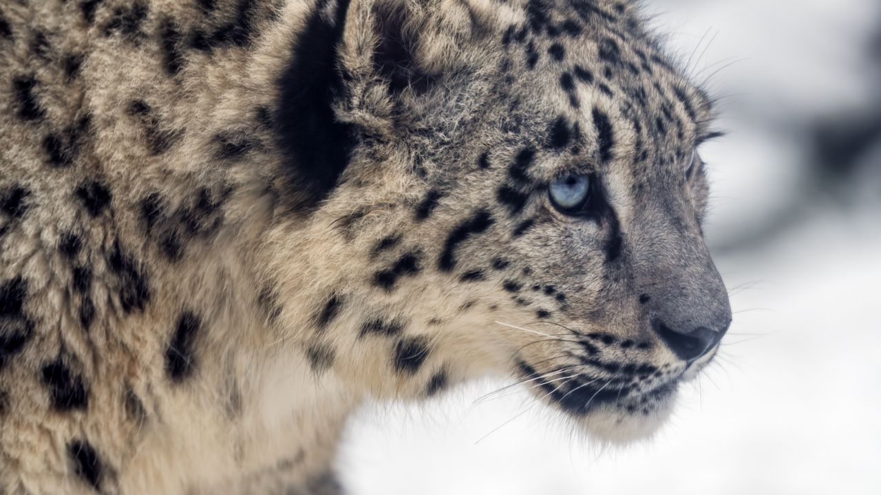 Wallpaper leopard, snow, glance, nature, animal