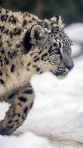 Preview wallpaper leopard, snow, glance, nature, animal