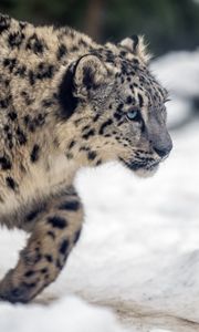 Preview wallpaper leopard, snow, glance, nature, animal
