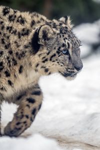 Preview wallpaper leopard, snow, glance, nature, animal