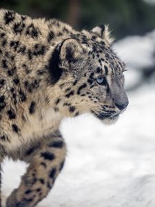 Preview wallpaper leopard, snow, glance, nature, animal