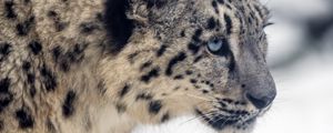 Preview wallpaper leopard, snow, glance, nature, animal