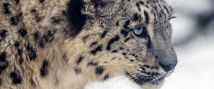 Preview wallpaper leopard, snow, glance, nature, animal