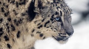 Preview wallpaper leopard, snow, glance, nature, animal