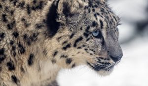 Preview wallpaper leopard, snow, glance, nature, animal