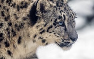 Preview wallpaper leopard, snow, glance, nature, animal
