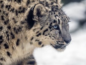 Preview wallpaper leopard, snow, glance, nature, animal