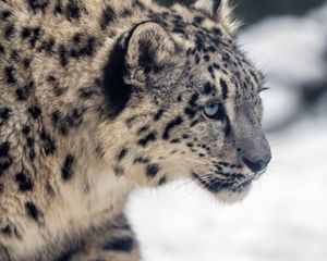 Preview wallpaper leopard, snow, glance, nature, animal