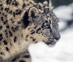 Preview wallpaper leopard, snow, glance, nature, animal