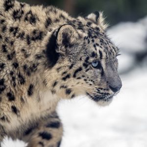 Preview wallpaper leopard, snow, glance, nature, animal