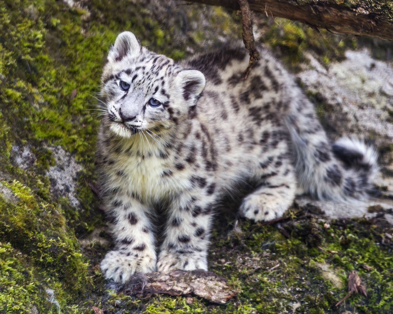 1280x1024 Wallpaper leopard, snow leopard, cute, predator, animal