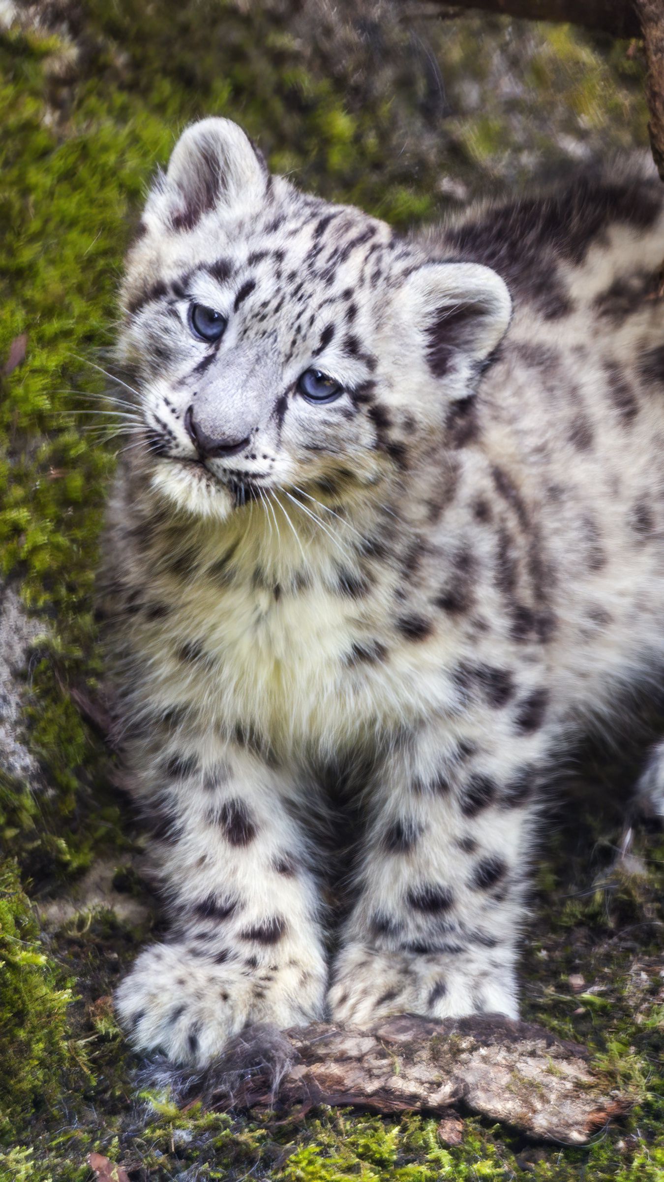 1350x2400 Wallpaper leopard, snow leopard, cute, predator, animal