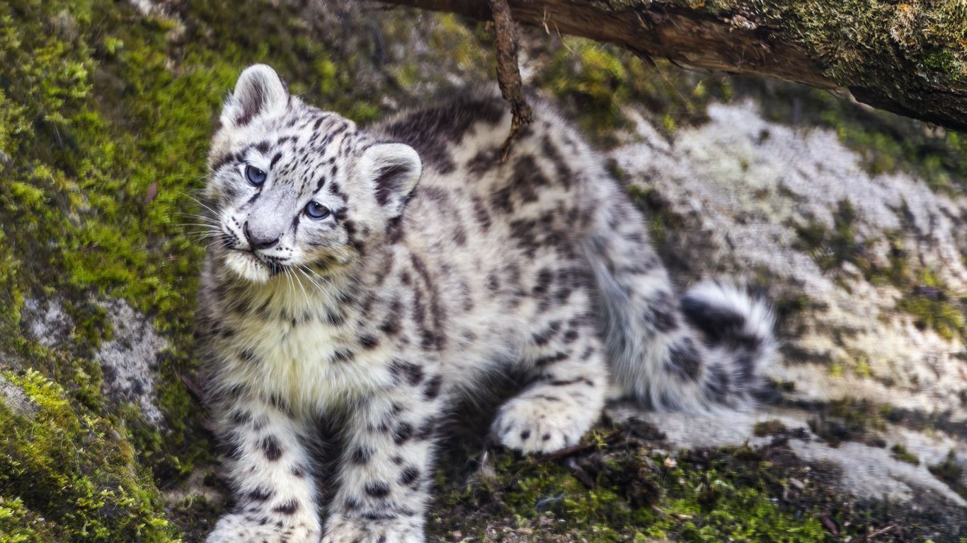 1366x768 Wallpaper leopard, snow leopard, cute, predator, animal