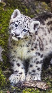Preview wallpaper leopard, snow leopard, cute, predator, animal