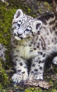 Preview wallpaper leopard, snow leopard, cute, predator, animal