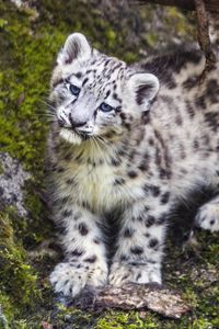 Preview wallpaper leopard, snow leopard, cute, predator, animal