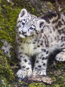 Preview wallpaper leopard, snow leopard, cute, predator, animal