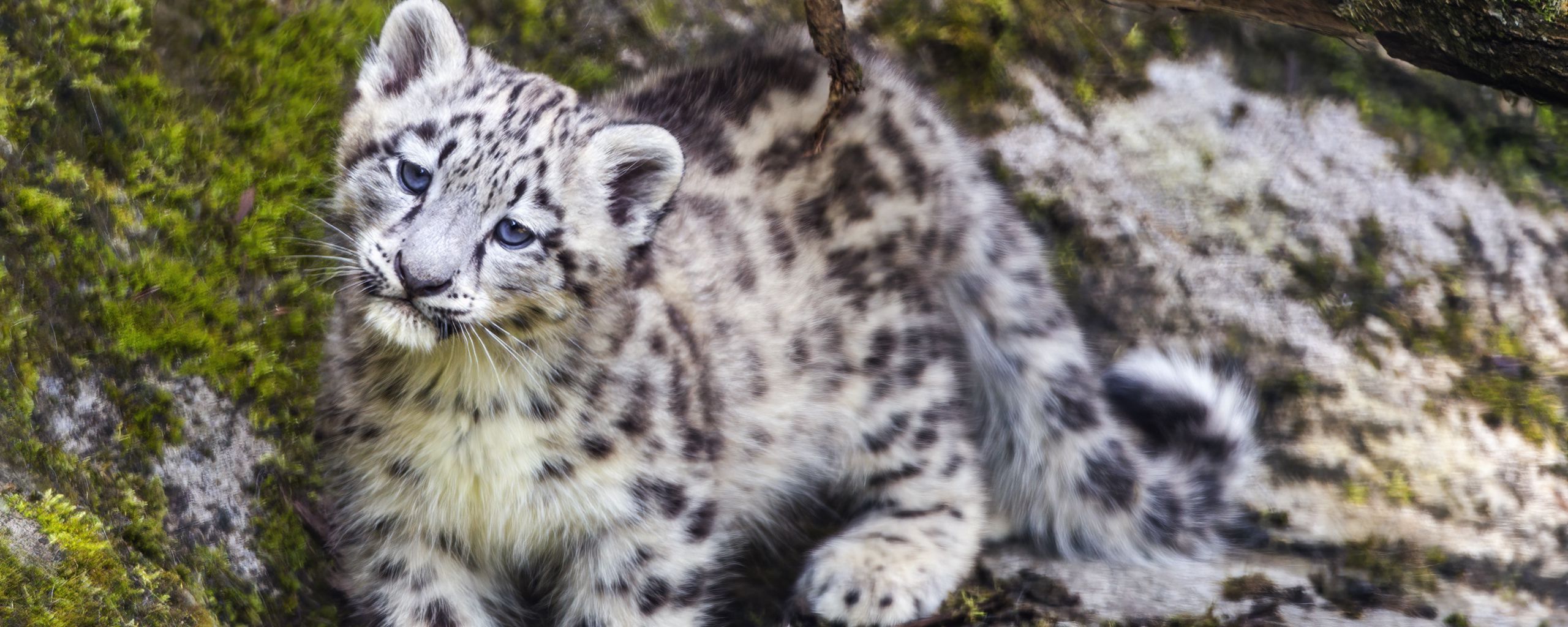 2560x1024 Wallpaper leopard, snow leopard, cute, predator, animal