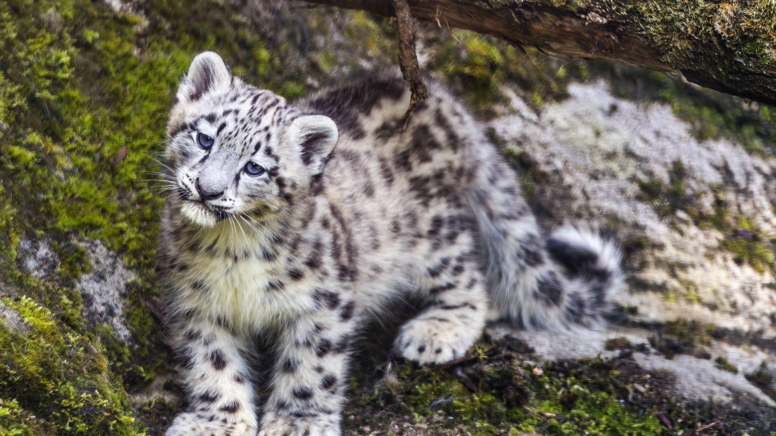 2560x1440 Wallpaper leopard, snow leopard, cute, predator, animal
