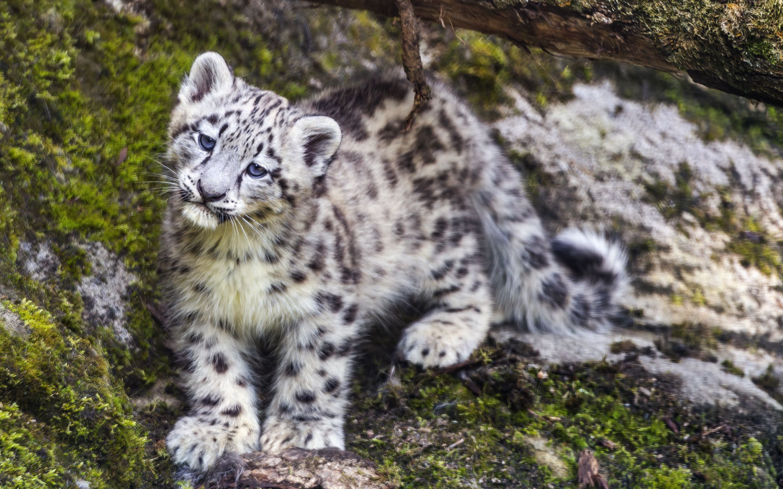 2560x1600 Wallpaper leopard, snow leopard, cute, predator, animal