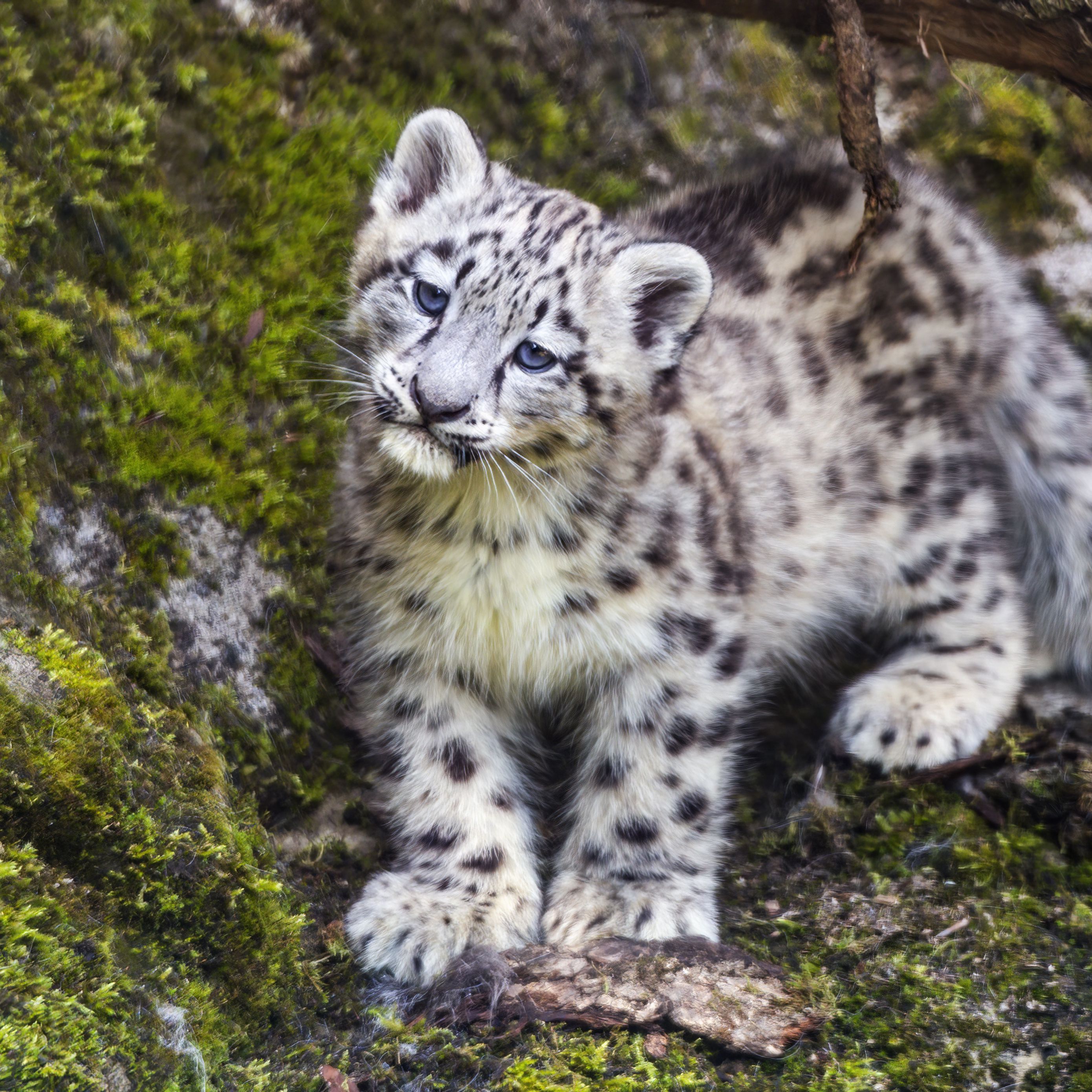 2780x2780 Wallpaper leopard, snow leopard, cute, predator, animal