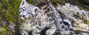 Preview wallpaper leopard, snow leopard, cute, predator, animal
