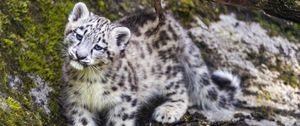 Preview wallpaper leopard, snow leopard, cute, predator, animal