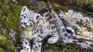 Preview wallpaper leopard, snow leopard, cute, predator, animal