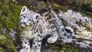 Preview wallpaper leopard, snow leopard, cute, predator, animal