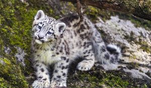 Preview wallpaper leopard, snow leopard, cute, predator, animal