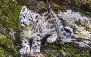 Preview wallpaper leopard, snow leopard, cute, predator, animal