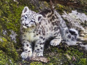 Preview wallpaper leopard, snow leopard, cute, predator, animal