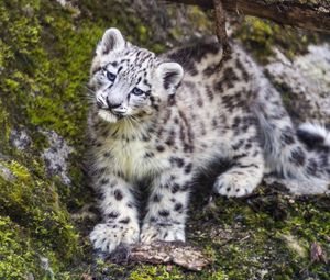 Preview wallpaper leopard, snow leopard, cute, predator, animal