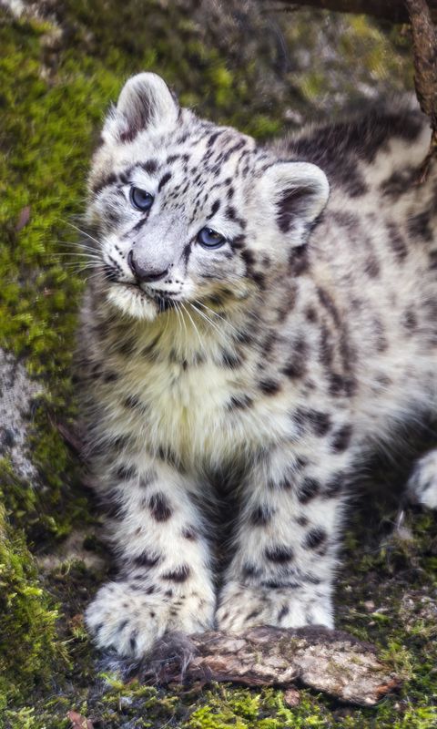480x800 Wallpaper leopard, snow leopard, cute, predator, animal