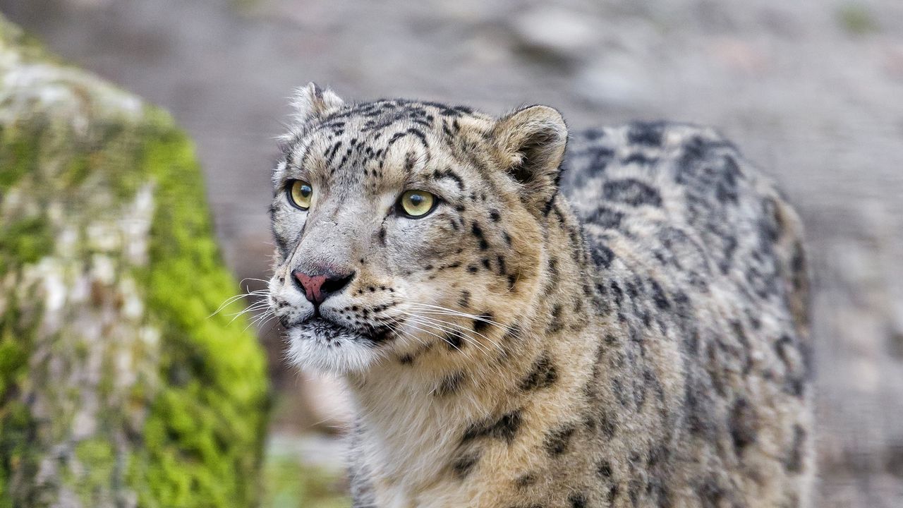 Wallpaper leopard, snow leopard, wild cat, predator, muzzle
