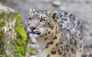 Preview wallpaper leopard, snow leopard, wild cat, predator, muzzle