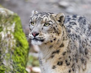 Preview wallpaper leopard, snow leopard, wild cat, predator, muzzle
